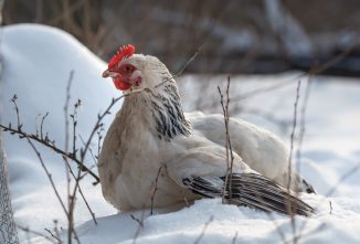Snowbound Chickens